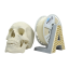 Filament AURAPOL / PLA / BÍLÁ "SKELETON" / 1,75 mm / 1 kg.